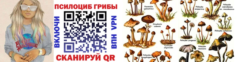 как найти закладки  Шумиха  Псилоцибиновые грибы Psilocybine cubensis 